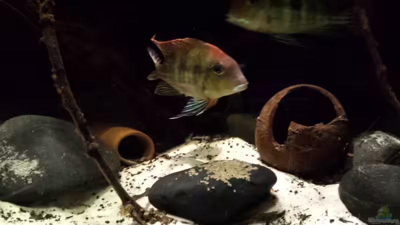 Besatz im Aquarium Southamerican wood von NRW (35)