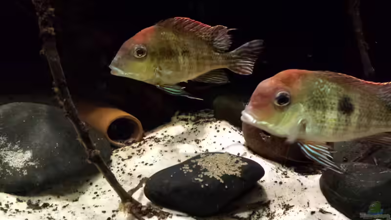 Besatz im Aquarium Southamerican wood von NRW (36)