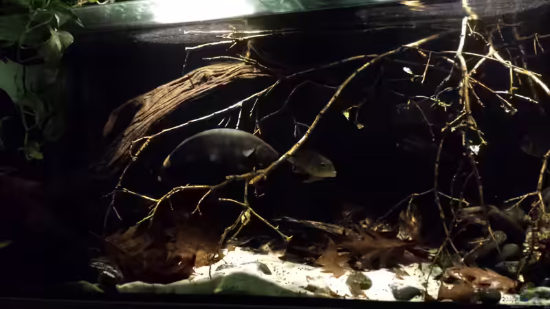 Besatz im Aquarium Southamerican wood von NRW (37)