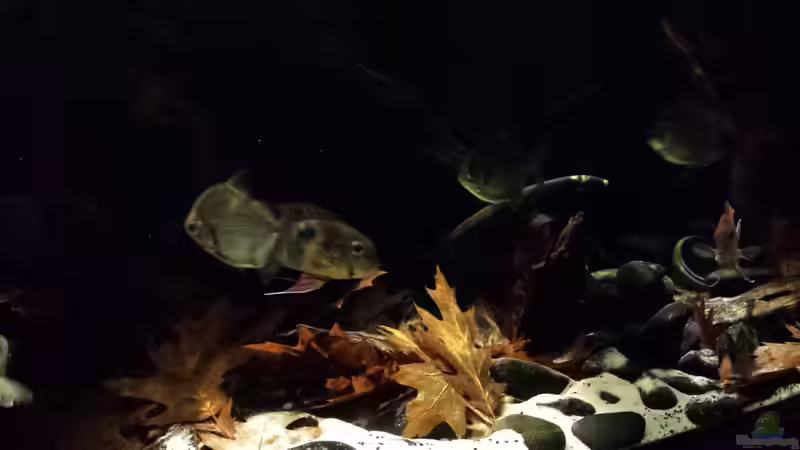 Besatz im Aquarium Southamerican wood von NRW (39)