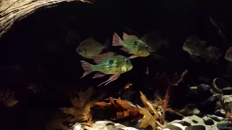 Besatz im Aquarium Southamerican wood von NRW (40)