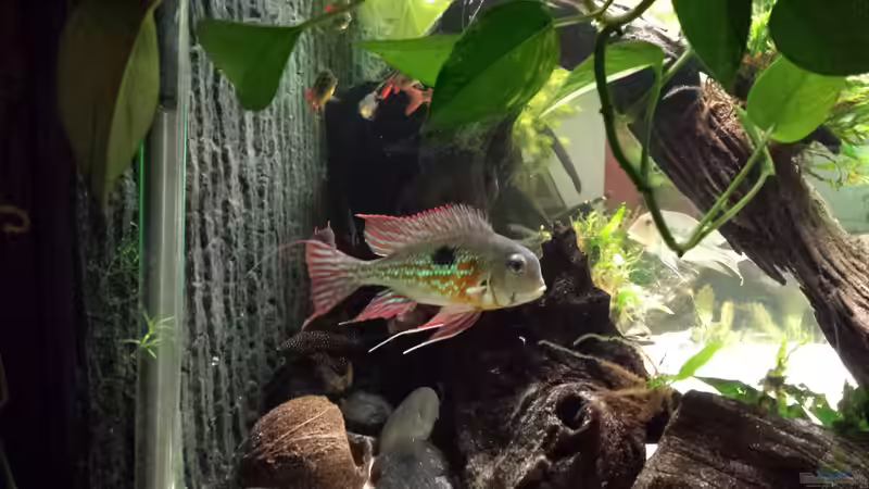 Besatz im Aquarium Southamerican wood von NRW (43)