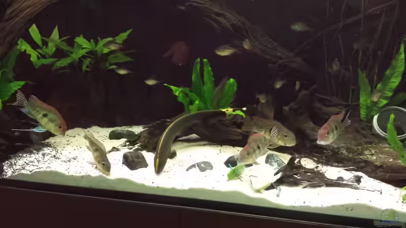 Besatz im Aquarium Southamerican wood von NRW (48)