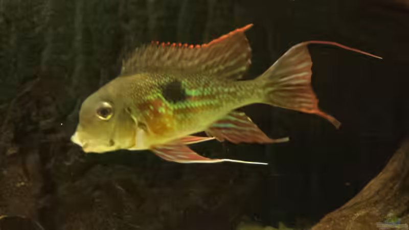 Besatz im Aquarium Southamerican wood von NRW (54)