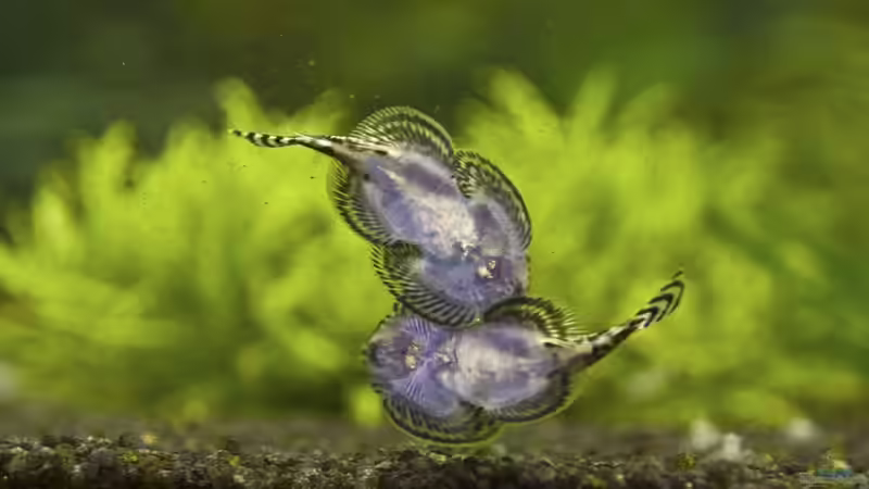 Besatz im Aquarium Spirit of Asia von -Der Österreicher- (26)