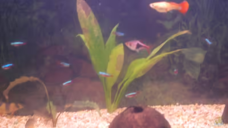 Besatz im Aquarium Spirit of Inspiration! von ActionJackson (23)