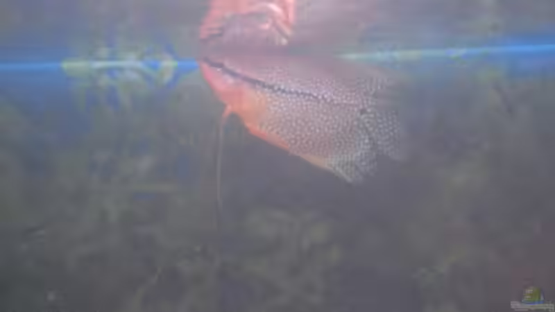 Besatz im Aquarium Spirit of Inspiration! von ActionJackson (24)