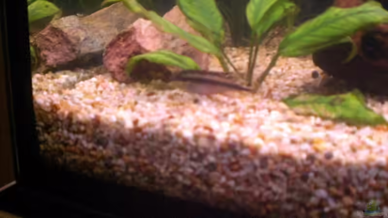 Besatz im Aquarium Spirit of Inspiration! von ActionJackson (25)