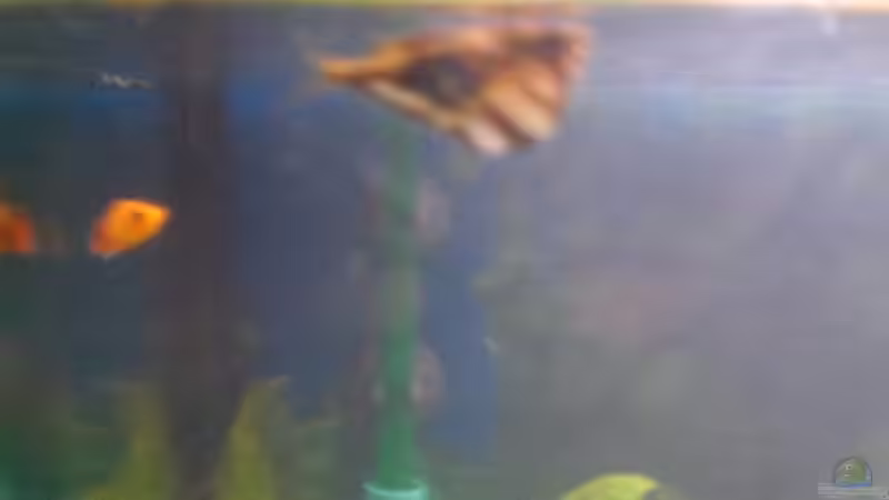 Besatz im Aquarium Spirit of Inspiration! von ActionJackson (26)