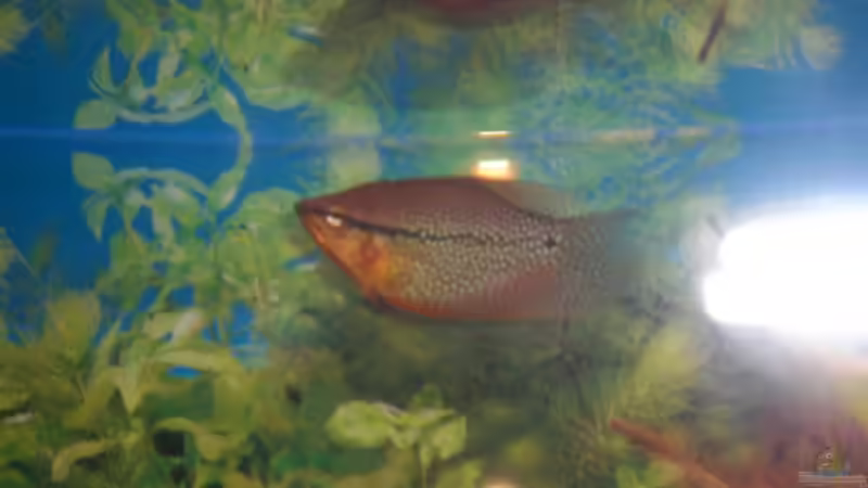 Besatz im Aquarium Spirit of Inspiration! von ActionJackson (27)