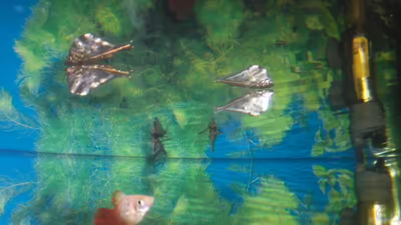 Besatz im Aquarium Spirit of Inspiration! von ActionJackson (28)