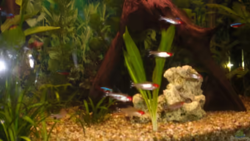 Besatz im Aquarium Spirit of Inspiration! von ActionJackson (29)