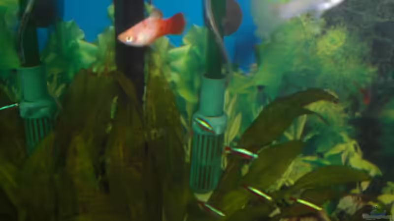 Besatz im Aquarium Spirit of Inspiration! von ActionJackson (30)