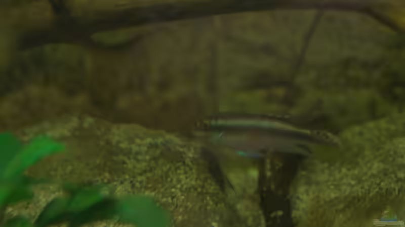 Besatz im Aquarium Spirit of West Africa/ nur noch Beispiel von Didi (47)