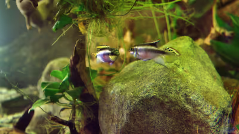 Besatz im Aquarium Spirit of West Africa/ nur noch Beispiel von Didi (48)