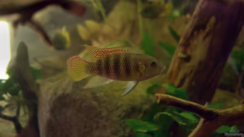 Besatz im Aquarium Spirit of West Africa/ nur noch Beispiel von Didi (52)