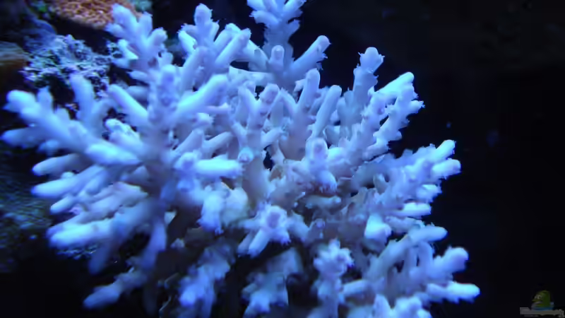 Besatz im Aquarium SPS Riff von .uschi (10)