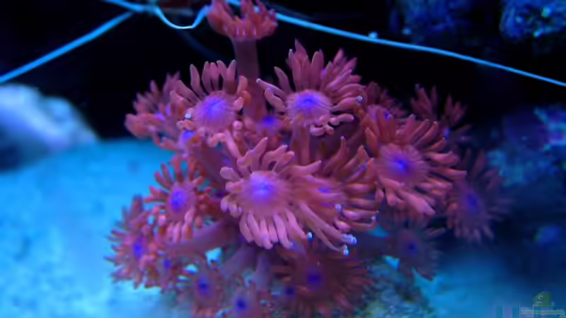 Besatz im Aquarium SPS Riff von .uschi (11)