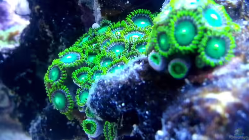 Besatz im Aquarium SPS Riff von .uschi (12)