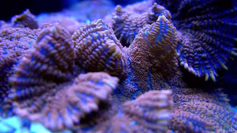 Besatz im Aquarium SPS Riff von .uschi (14)