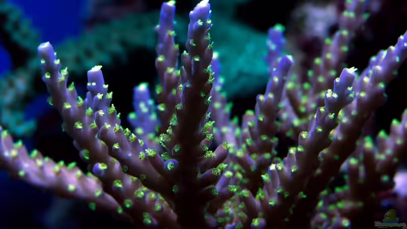 Besatz im Aquarium SPS Riff von .uschi (15)