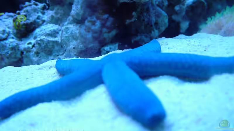 Besatz im Aquarium SPS Riff von .uschi (18)