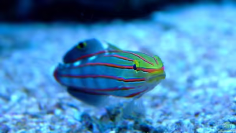 Besatz im Aquarium SPS Riff von .uschi (19)