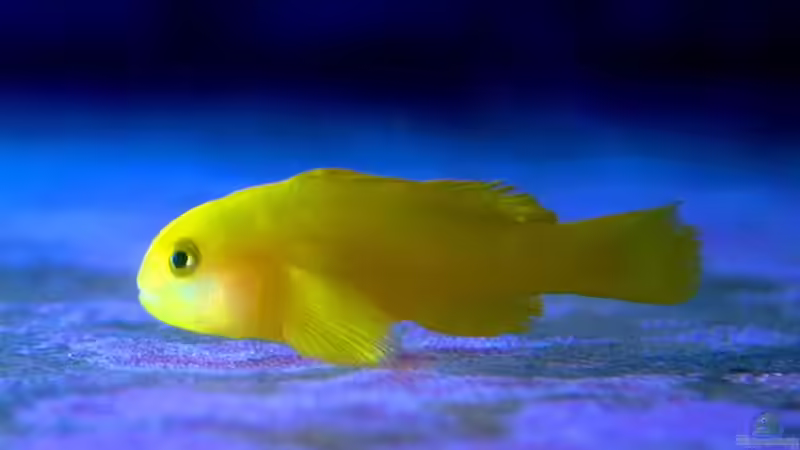 Besatz im Aquarium SPS Riff von .uschi (20)