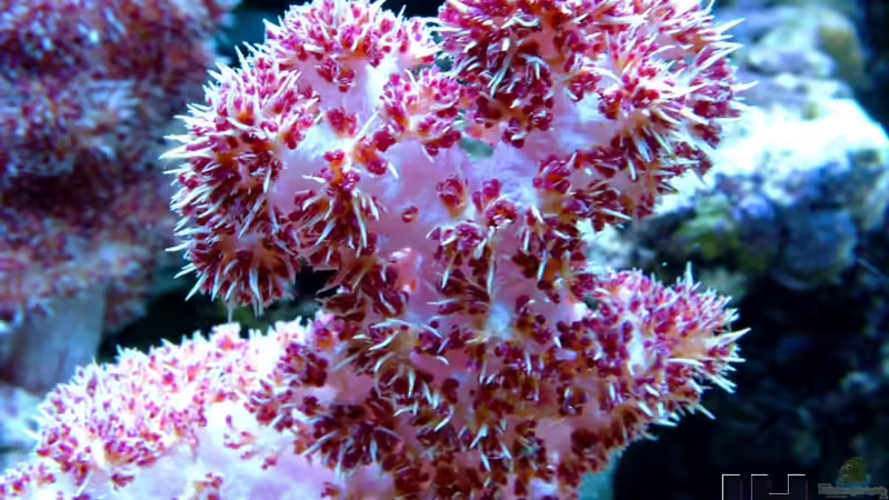 Besatz im Aquarium SPS Riff von .uschi (5)