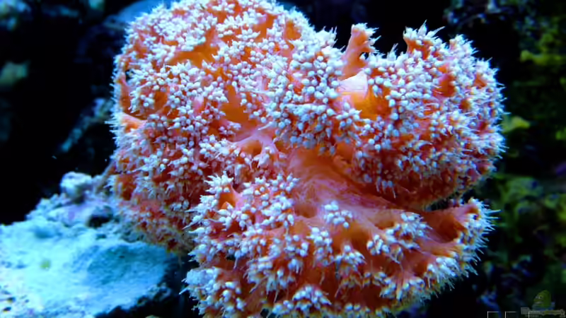 Besatz im Aquarium SPS Riff von .uschi (6)