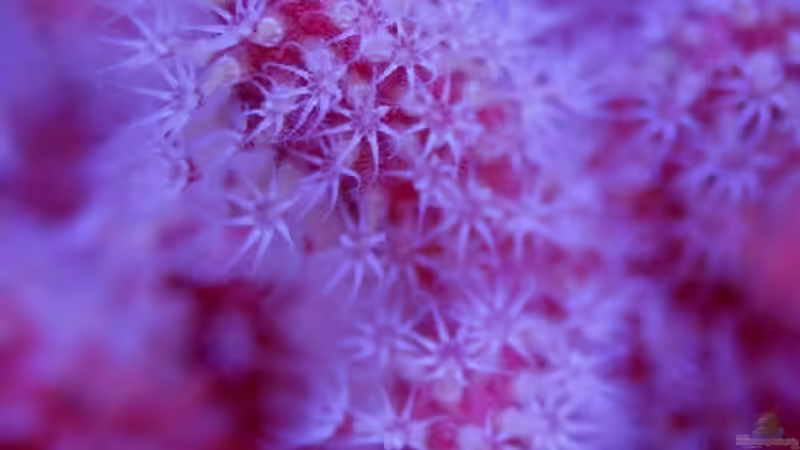 Besatz im Aquarium SPS Riff von .uschi (7)