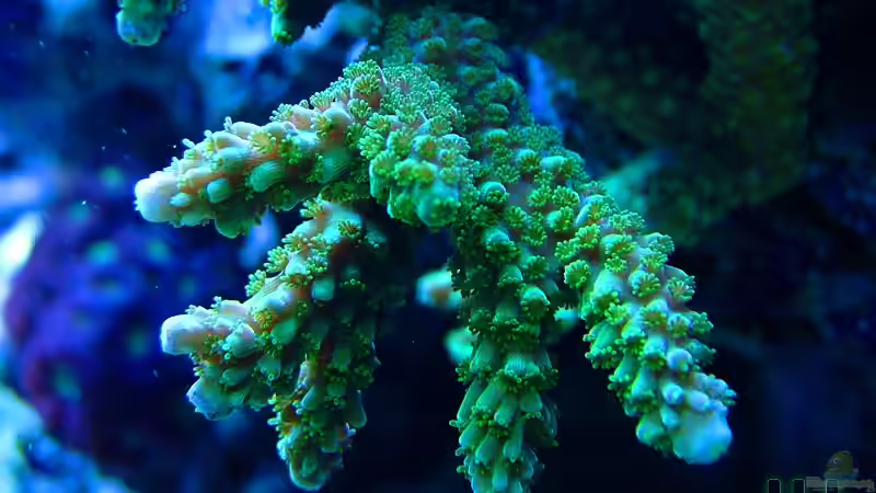 Besatz im Aquarium SPS Riff von .uschi (8)