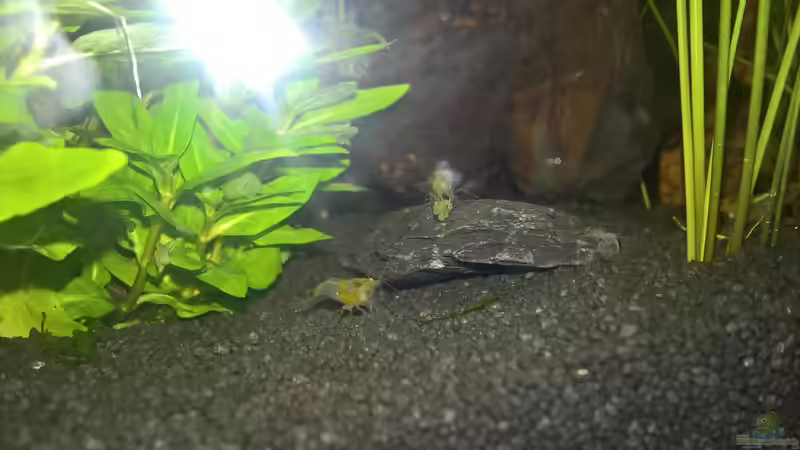 Besatz im Aquarium Stars of three contintents von echo (19)