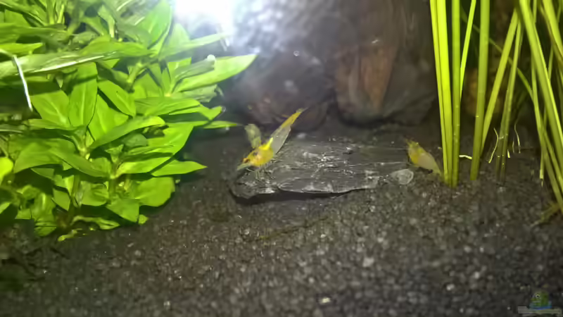 Besatz im Aquarium Stars of three contintents von echo (20)