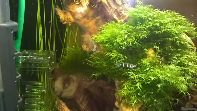 Besatz im Aquarium Stars of three contintents von echo (22)