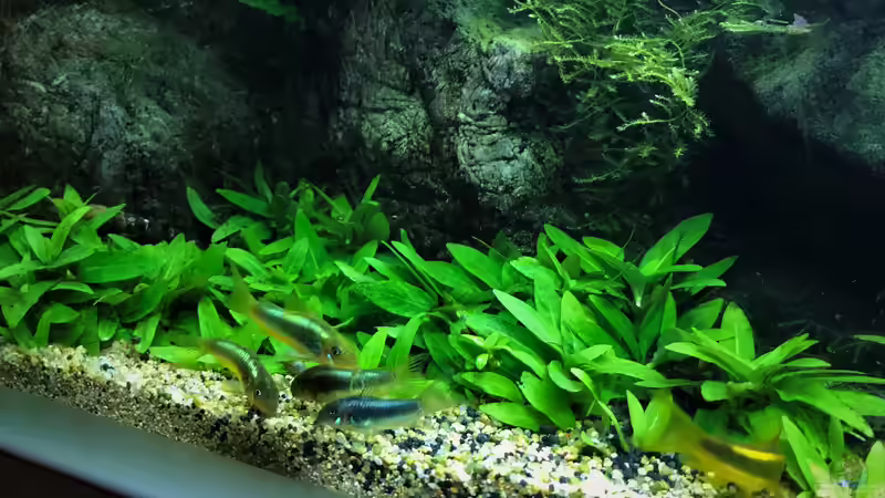 Besatz im Aquarium Steepcliff(aufgelöst) von Der Nicky (81)