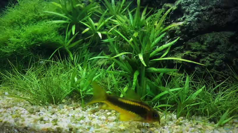 Besatz im Aquarium Steepcliff(aufgelöst) von Der Nicky (82)