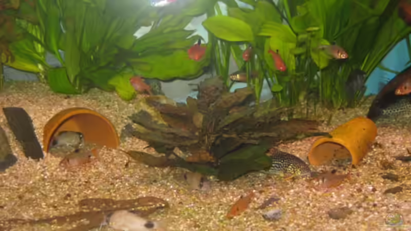 Besatz im Aquarium Stefan´s  Aqua von Muia (2)