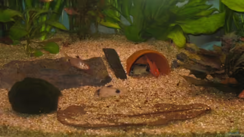 Besatz im Aquarium Stefan´s  Aqua von Muia (3)