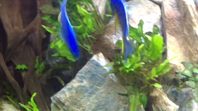 Besatz im Aquarium Steinbruch (nur noch als Beispiel) von Lippi (34)