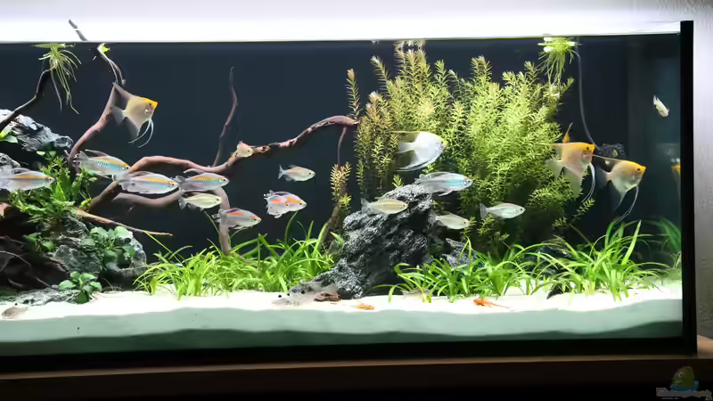 Besatz im Aquarium Steinwurzel von Michinet (20)