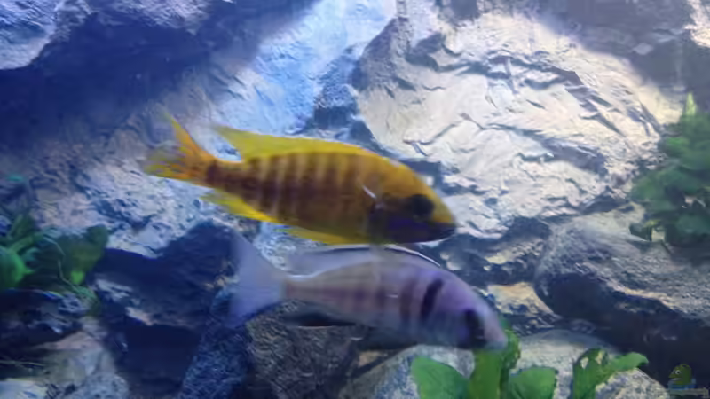 Besatz im Aquarium stone bay area (closed due!!!) von der Steirer (113)