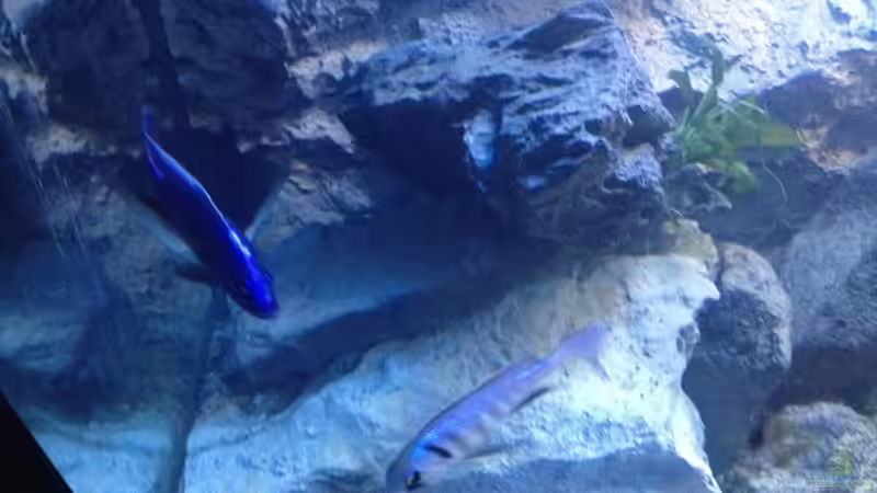 Besatz im Aquarium stone bay area (closed due!!!) von der Steirer (114)