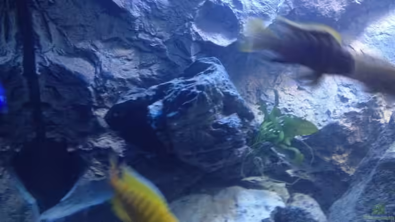 Besatz im Aquarium stone bay area (closed due!!!) von der Steirer (116)