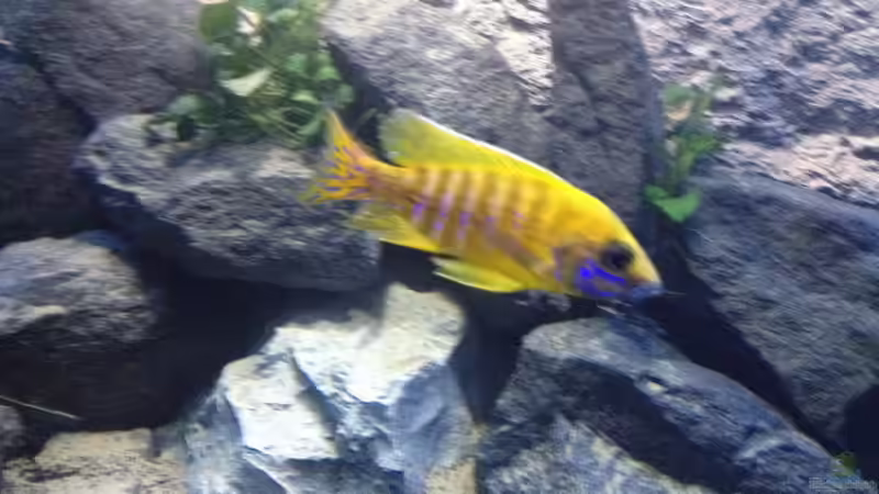 Besatz im Aquarium stone bay area (closed due!!!) von der Steirer (117)