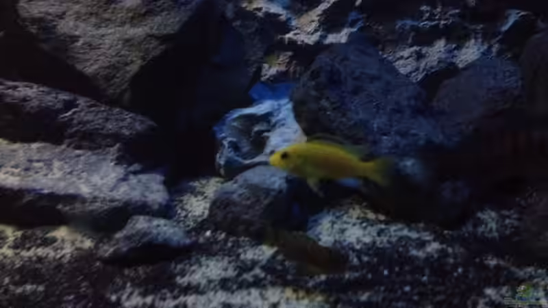 Besatz im Aquarium stone bay area (closed due!!!) von der Steirer (121)