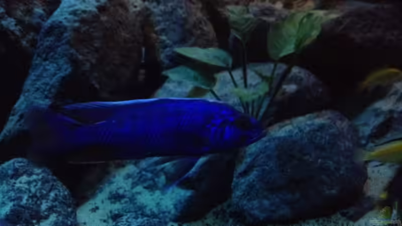 Besatz im Aquarium stone bay area (closed due!!!) von der Steirer (122)