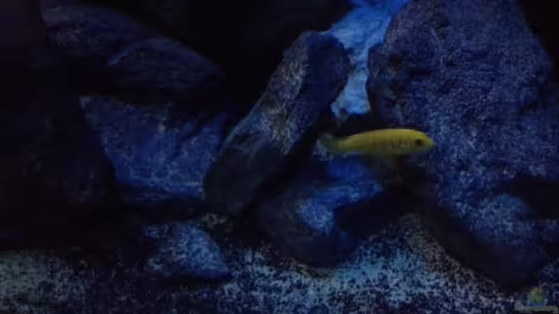 Besatz im Aquarium stone bay area (closed due!!!) von der Steirer (124)