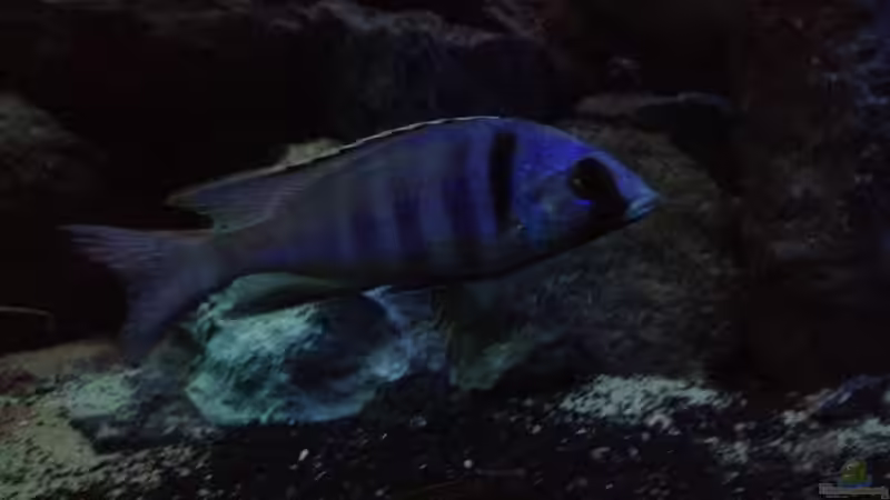 Besatz im Aquarium stone bay area (closed due!!!) von der Steirer (134)