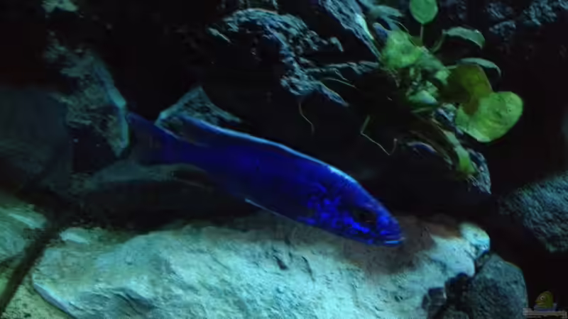 Besatz im Aquarium stone bay area (closed due!!!) von der Steirer (136)